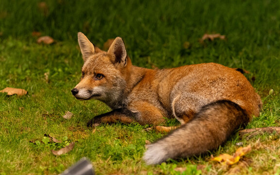 lying fox waiting for food