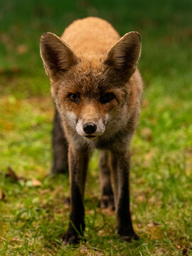 staring fox