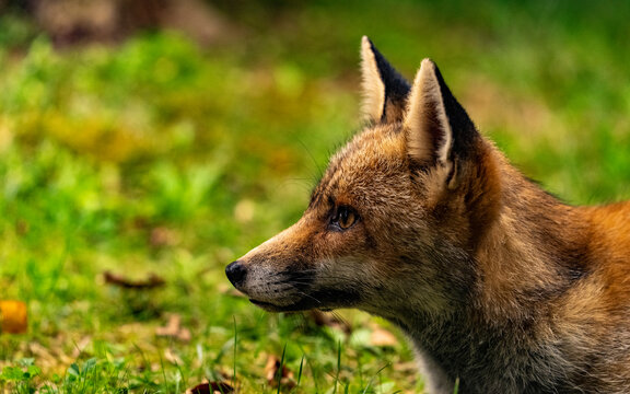 View from the head of a staring fox