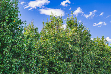 たくさん実った西洋梨