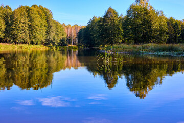 A serene river mirrors the golden hues of trees on a clear autumn day, showcasing nature’s symmetry