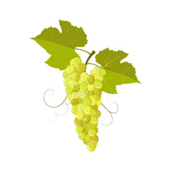 Realistic green grapes isolated on white background. Fruits. Food.