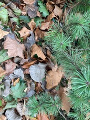 autumn leaves on the ground