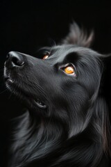 A close-up of a black dog gazing upwards with striking golden eyes against a dark backdrop
