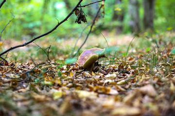 mushrooms in the forest