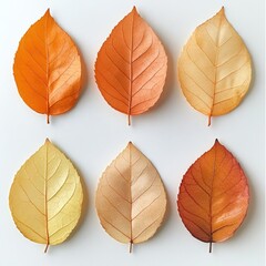 Fototapeta premium Autumn Leaves Collection: Close-Up of Six Slightly Crumpled Assorted Colored Leaves for Seasonal Design