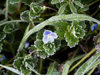 frost on leaf