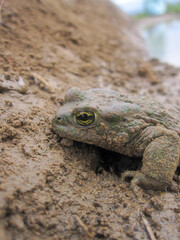 close up of a lizard