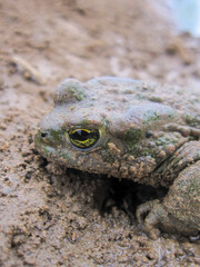 frog on the ground