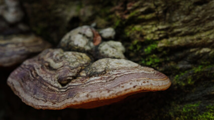 3d rendering of tree fungus growing on textured bark, showcasing natural patterns and earthy tones. Captures the beauty of woodland ecosystems and organic life forms in nature.