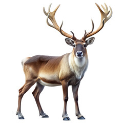 Fototapeta premium North Reindeer with Large Antlers Standing, isolated on white transparent background, png element. Ideal for christmas designs, winter themes, and holiday decorations