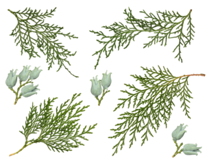 Thuja cones and branches isolated on a white background. Set of branches of evergreen coniferous plant. Design elements for creating Christmas arrangements, collages, cards, patterns, frames.