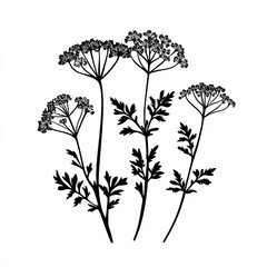 Queen Annes Lace Silhouette, Illustration Isolated On White Background