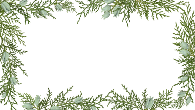 A frame of Platycladus orientalis thuja branches with cones isolated on a white background. Design elements for creating Christmas arrangements, collages, cards.