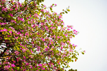The pink paper flower tree.