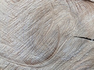 A close-up view of tree rings on felled tree trunks, illustrating the growth history and age of the trees, highlighting the beauty of nature and environmental conservation