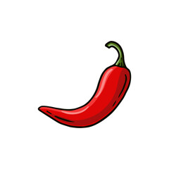 Red hot chili pepper. Red pepper in sketch style on a white background. Realistic hand drawn drawing of a whole ripe red chili pepper. Vector illustration