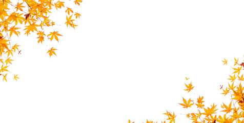 Maple Branch in white background, maple leaves in white background, autumn leaves frame