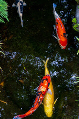 Floating three koi fish of orange and yellow colors in the pond