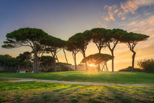 Stone pines grove close to sea and beach. Baratti, Tuscany.