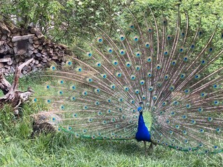 Obraz premium peacock in the park