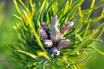 pine branch with buds close-up