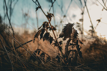 Fototapeta premium Dry grass background. Dry grass texture. Dry grass background.