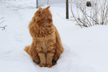 Beautiful ginger cat on snow background
First snow. A ginger cat is walking in the snow. Snowing.