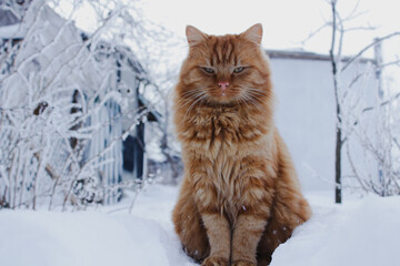 cat in snow. Beautiful ginger cat on snow backgroundFirst snow. A ginger cat is walking in the snow. Snowing. 