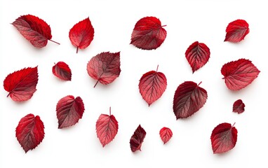 Red Autumn Leaves Arrangement on White Background Generative AI