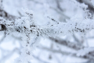 Snow and rime ice on the branches of bushes. Beautiful winter background with trees covered with...