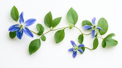 A delicate arrangement of blue flowers with green leaves on a white background.