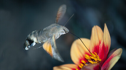 butterfly on flower