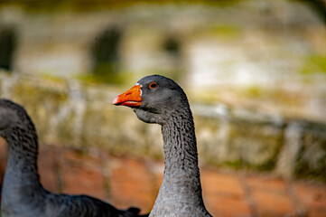 Eine Gans im Gras