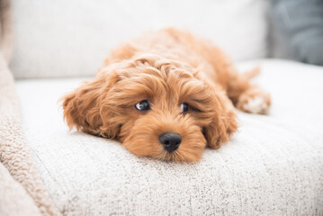 dog, cavapoo, poodle, doodle, dogs, puppy, puppies, brown dog, curly dog, pet, animal, cute, canine, breed, small, brown, portrait, adorable, fluffy, fur, doggy, pets, friend