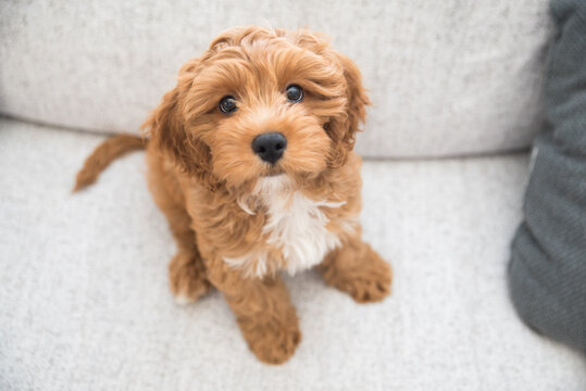 dog, cavapoo, poodle, doodle, dogs, puppy, puppies, brown dog, curly dog, pet, animal, cute, canine, breed, small, brown, portrait, adorable, fluffy, fur, doggy, pets, friend