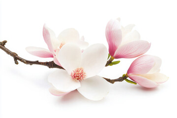 A delicate magnolia flower branch with soft pink and white petals, perfect for spring and nature-themed designs.