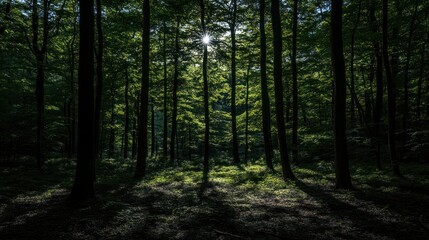 Obraz premium A serene forest scene with sunlight filtering through lush green leaves.