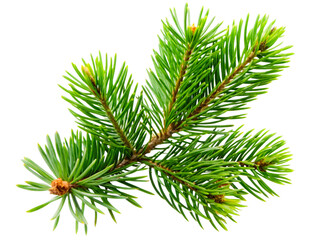 Fresh Green Branch with Vibrant Leaves Isolated on Black Background &ndash; Nature and Botany Concept transparent background