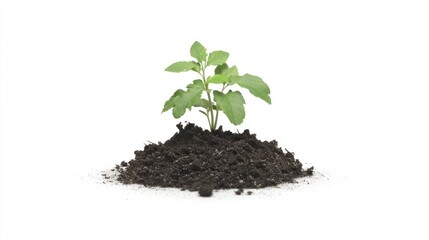 A small green plant emerging from a mound of dark soil, symbolizing growth and renewal.