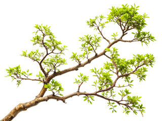 Fototapeta premium Fresh Green Branch with Vibrant Leaves Isolated on Black Background – Nature and Botany Concept transparent background