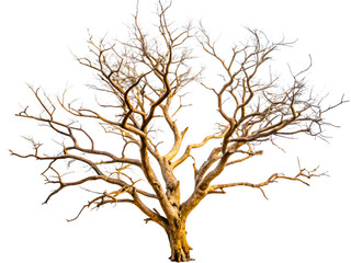 Fresh Green Branch with Vibrant Leaves Isolated on Black Background &ndash; Nature and Botany Concept transparent background