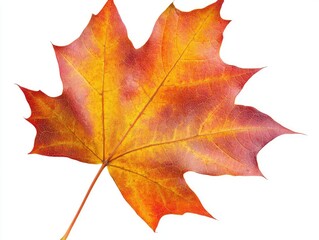 Obraz premium autumn maple leaf