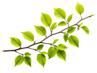 Obraz premium Fresh Green Branch with Vibrant Leaves Isolated on Black Background – Nature and Botany Concept transparent background