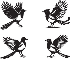 Magpie  bird silhouette vector illustration