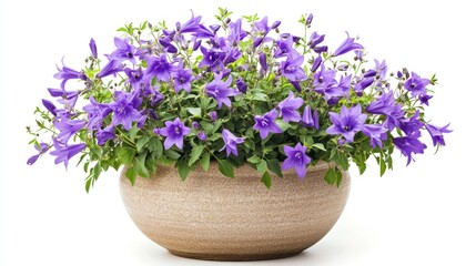Fototapeta premium A vibrant arrangement of purple flowers in a decorative pot, enhancing indoor or outdoor spaces.