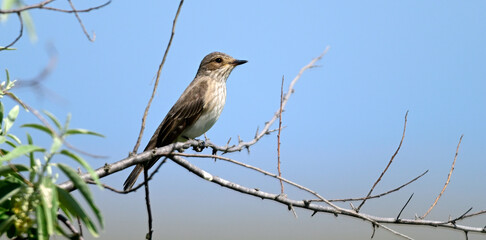 Grauschnäpper // Spotted flycatcher (Muscicapa striata)