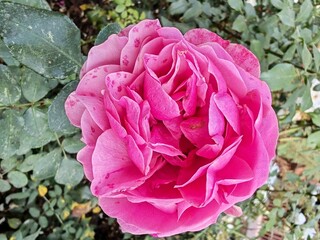 Obraz premium Pink Peony on Green Background Beauty Photography 