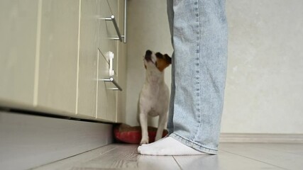 Caucasian woman cooking in the kitchen. Jack Russell Terrier dog eating fallen crumbs. 