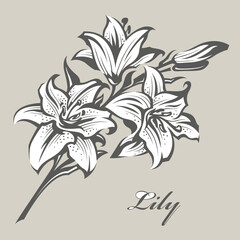 emblem of lily bud for flower shop isolated on grey background